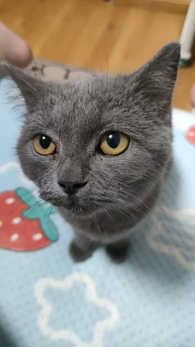 徐州嘻爱家领养日|线上96期（12月23日）