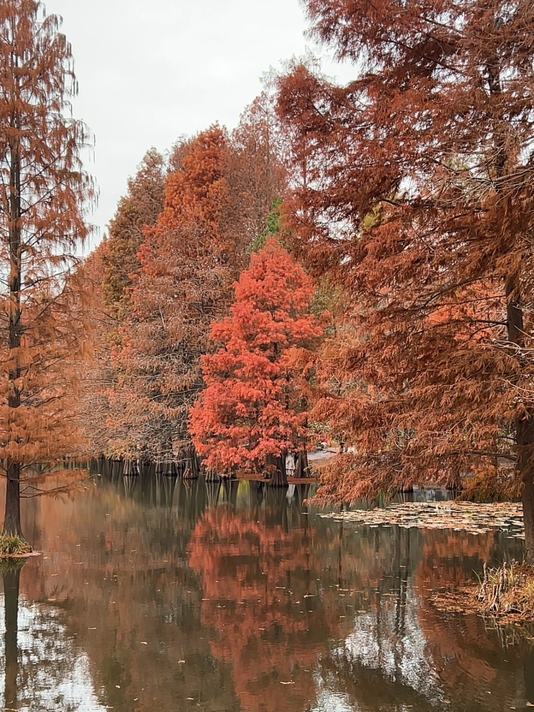 在南京咔咔一顿拍🍂