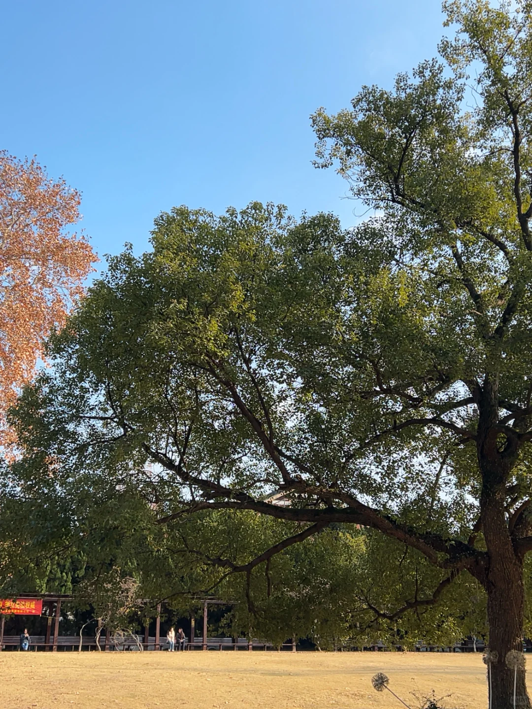 在南京咔咔一顿拍🍂