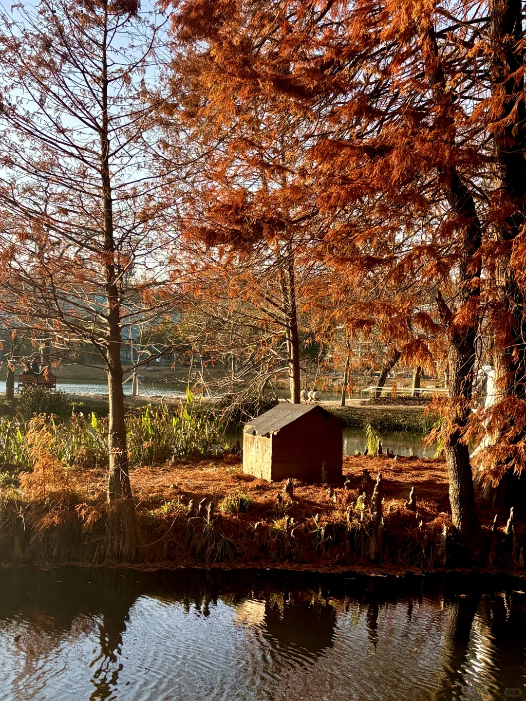 12月的南京真的很美🪹🪾