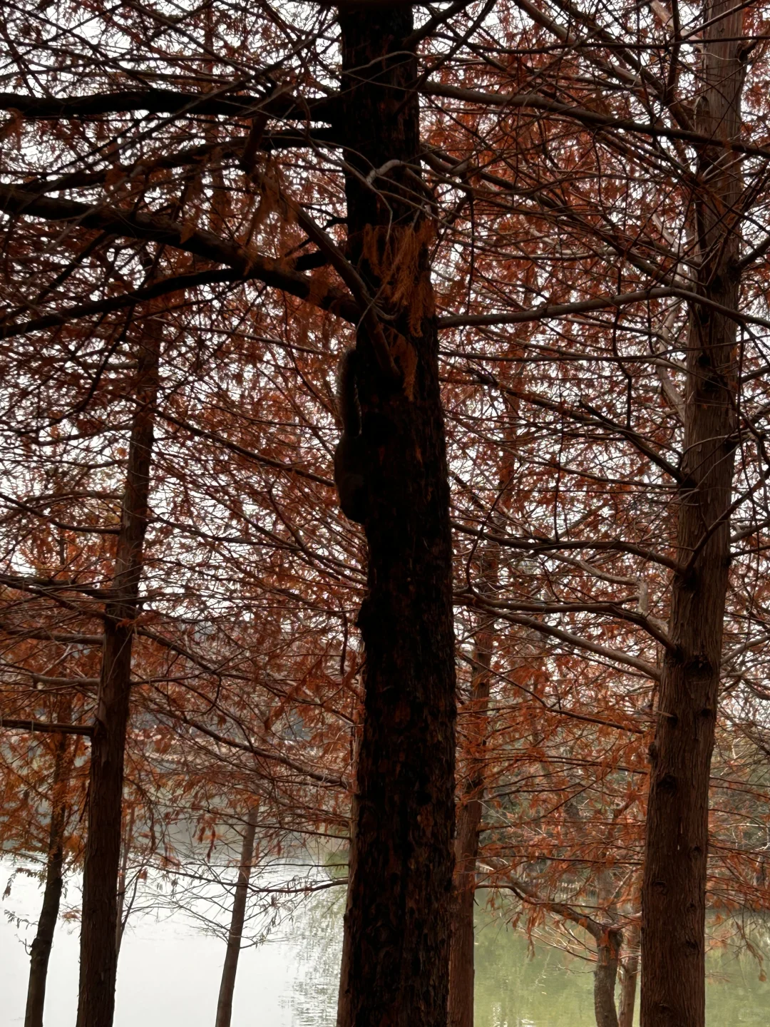 12.23 南京明孝陵