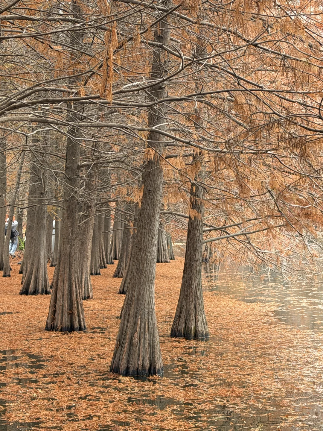 秋季一过真的别来南京了