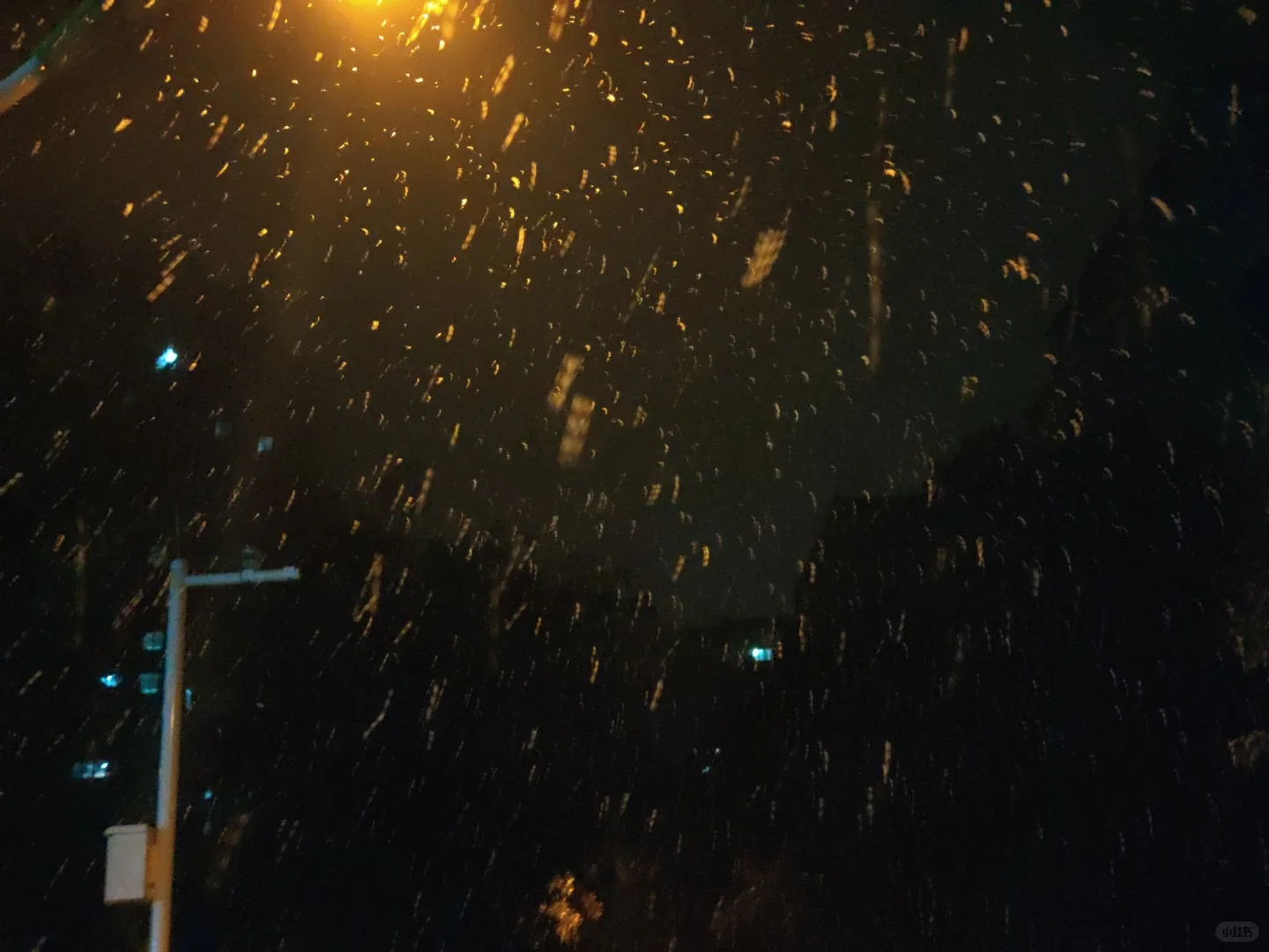 昨晚下雪的徐州美爆了❄️