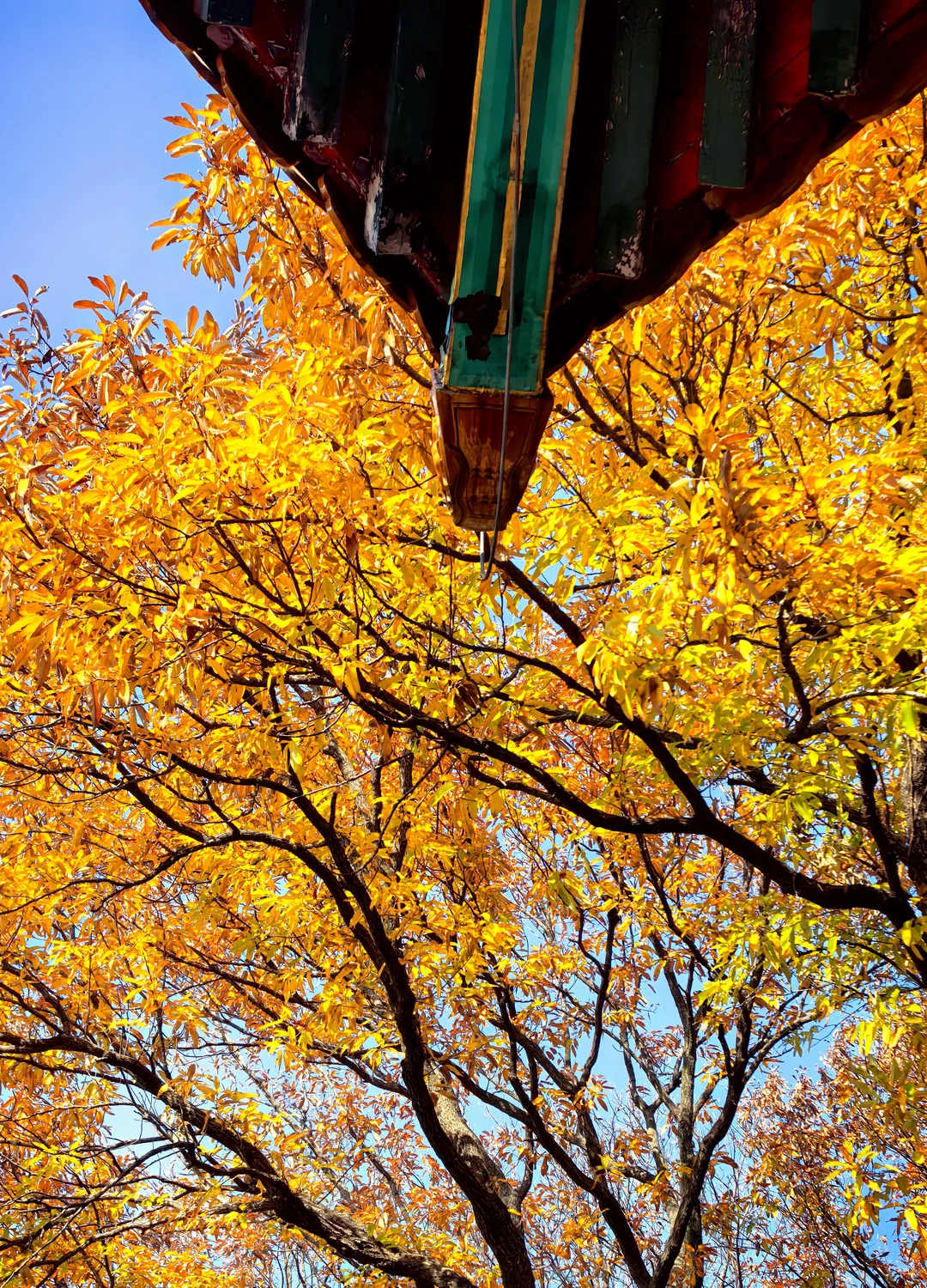 冬季的南京🍁好美