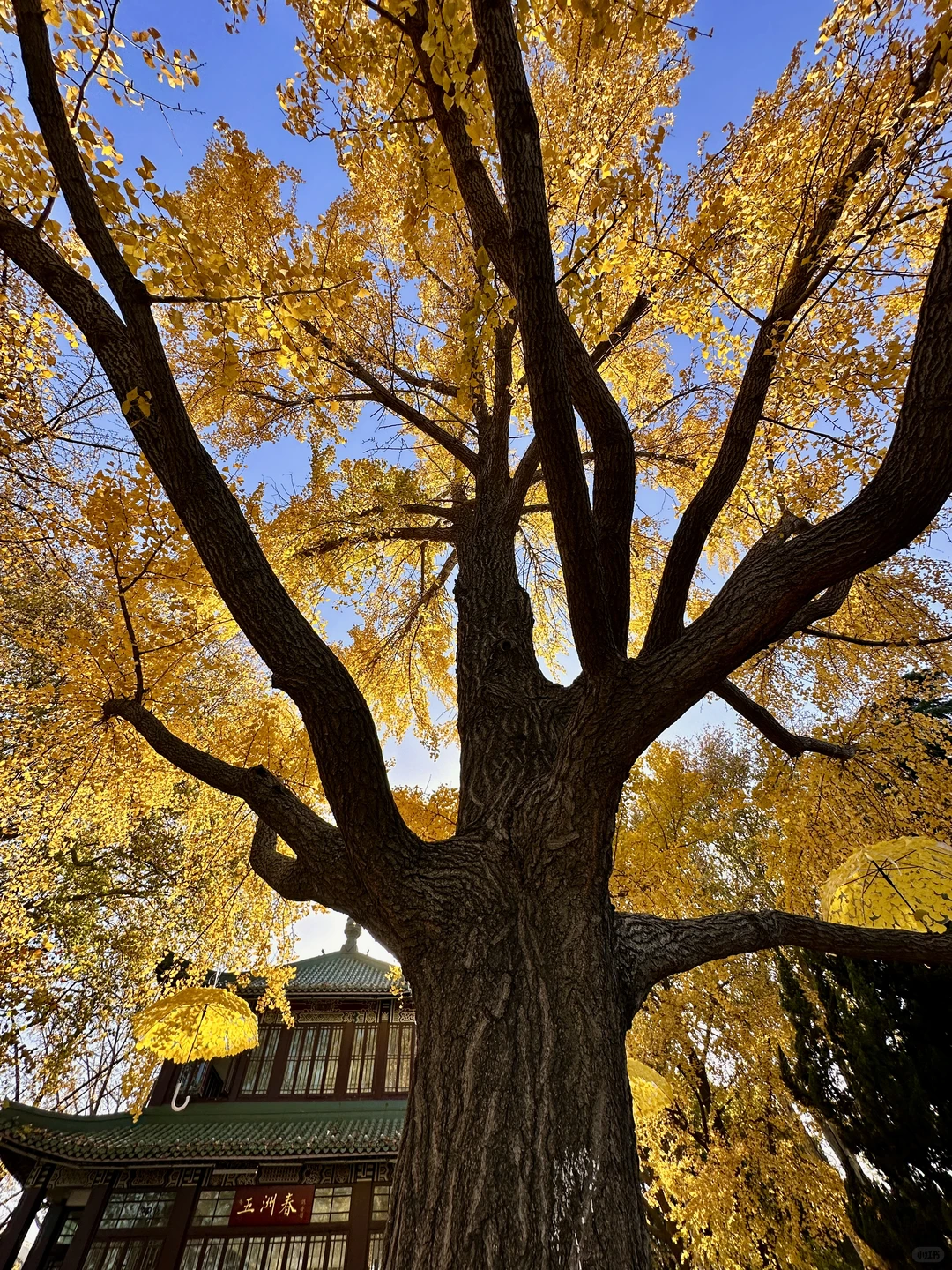 去完这6个地方！！！再离开秋冬的南京𓍊🌰🐿️