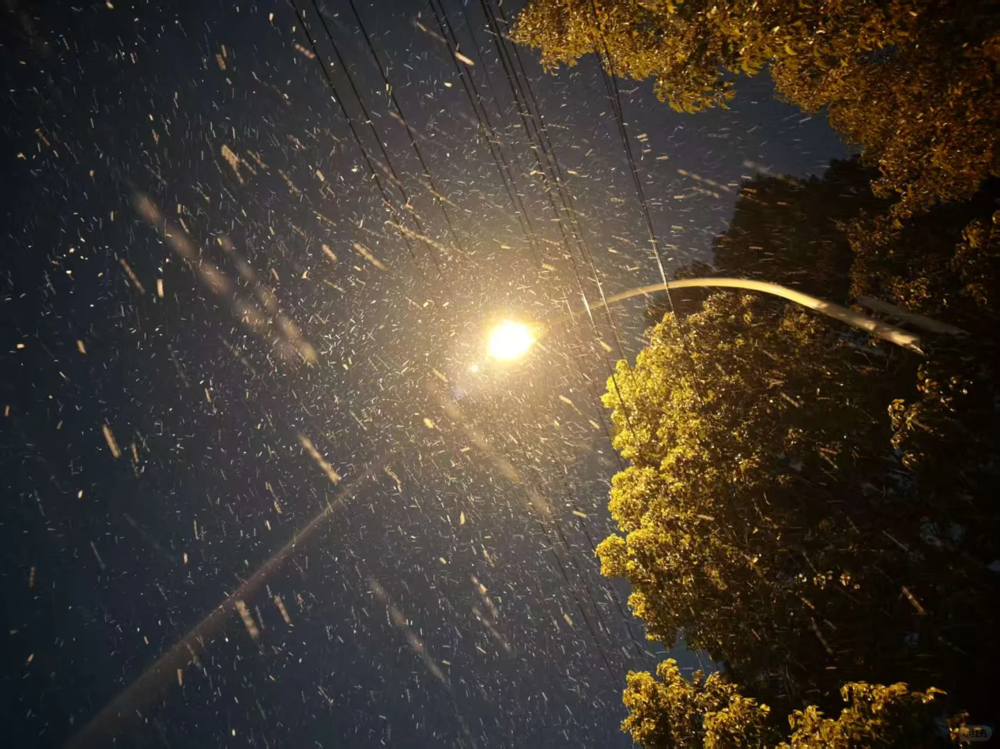 昨晚下雪的徐州美爆了❄️