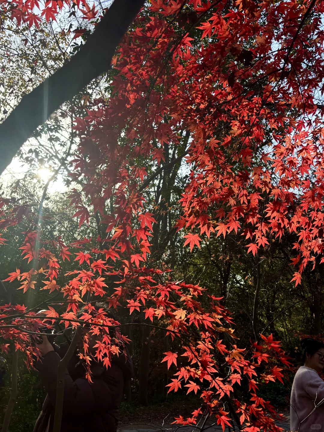 12月的南京真的很美🪹🪾