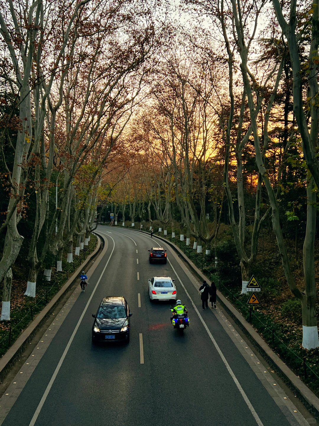 12.15日南京梧桐大道🍁 live实况