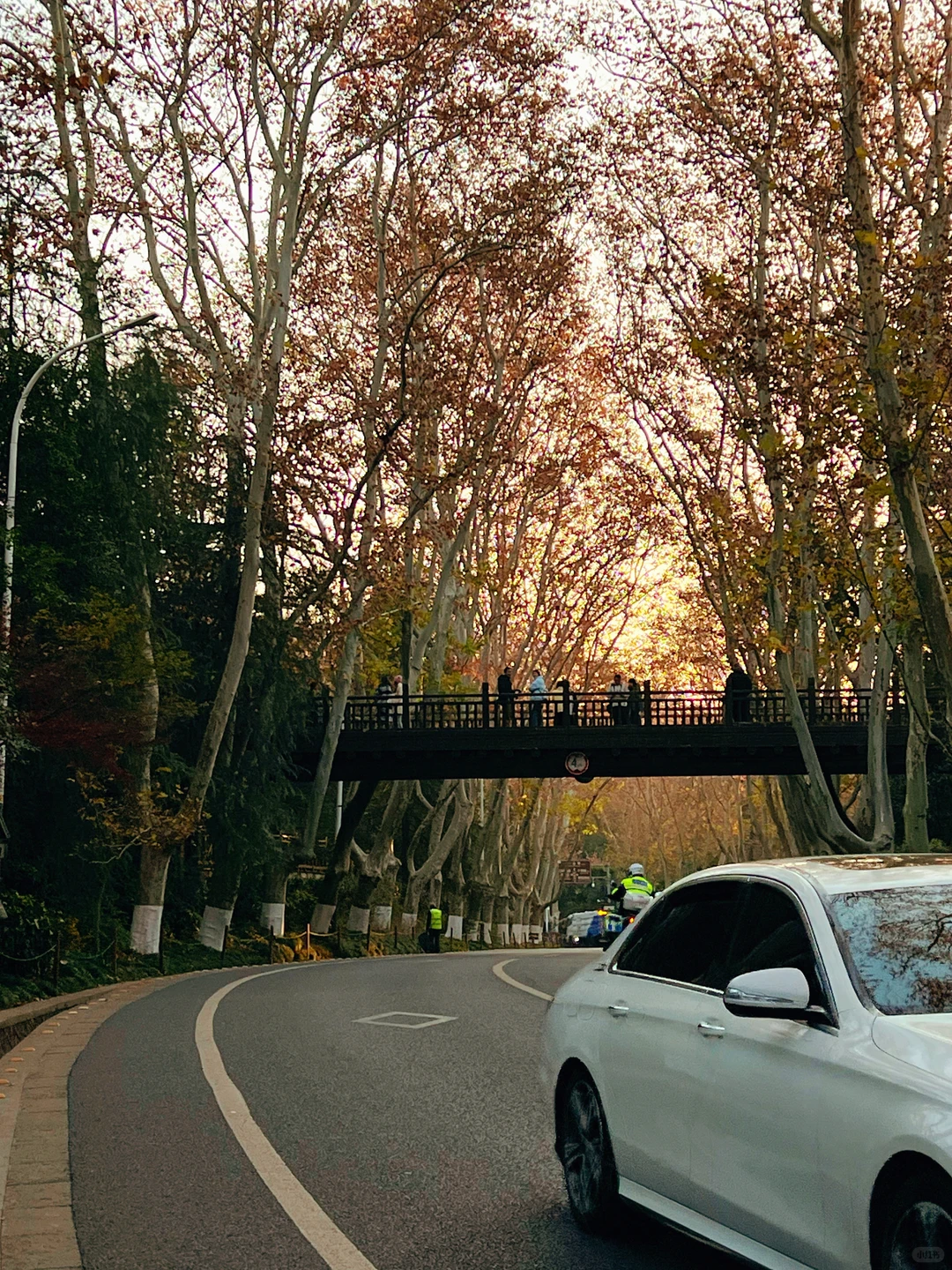 12.15日南京梧桐大道🍁 live实况