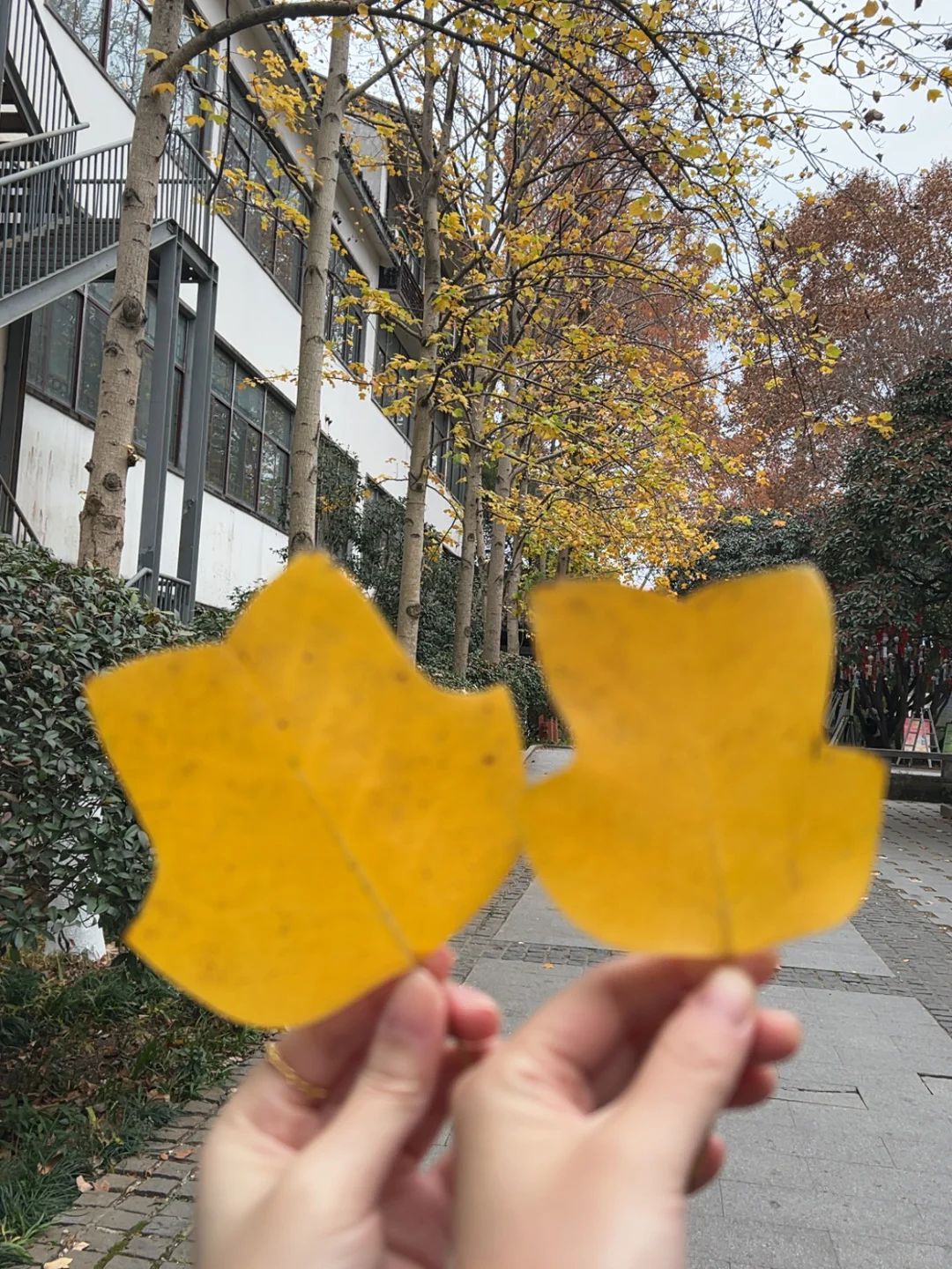 在南京咔咔一顿拍🍂