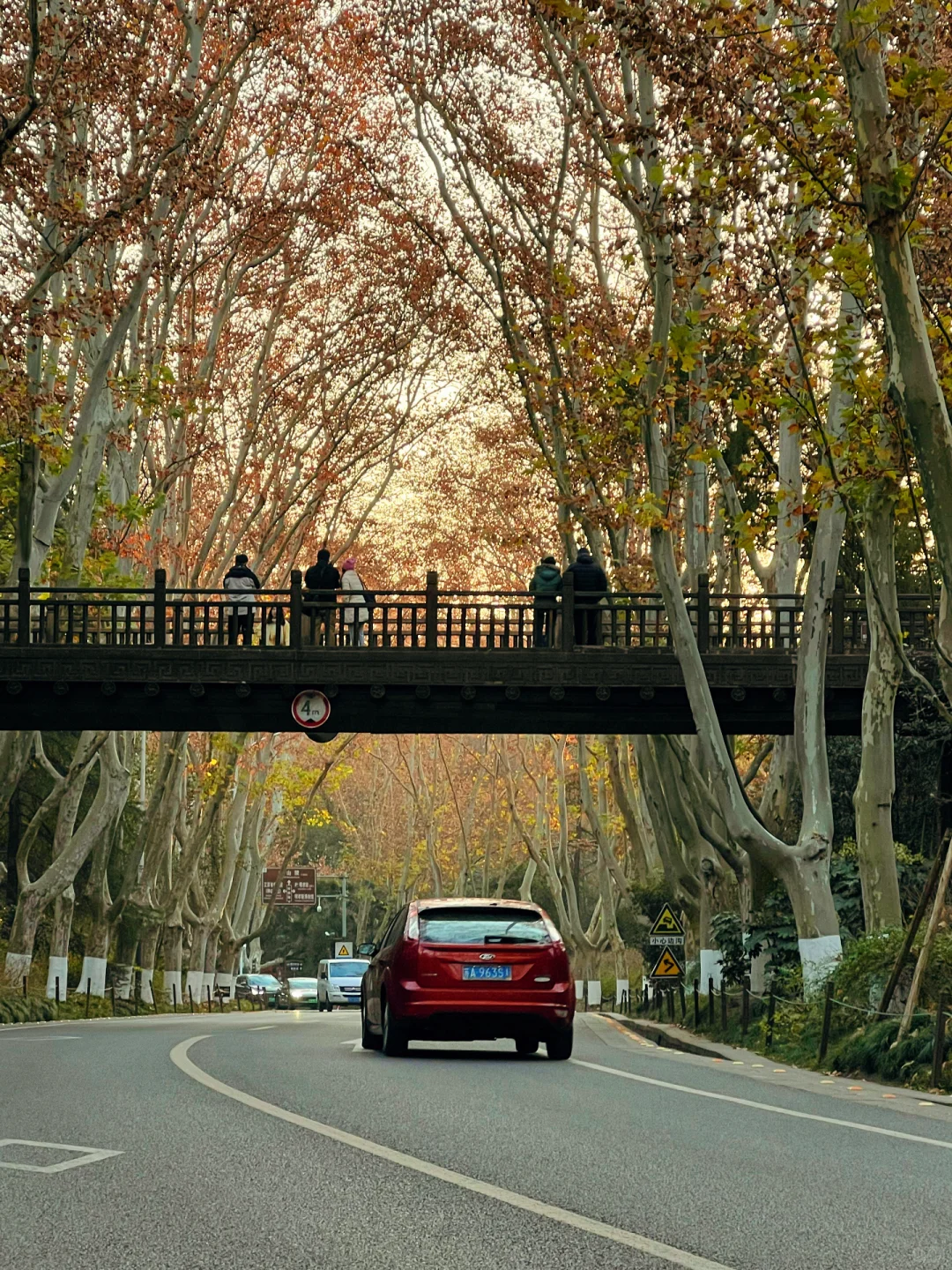 12.15日南京梧桐大道🍁 live实况