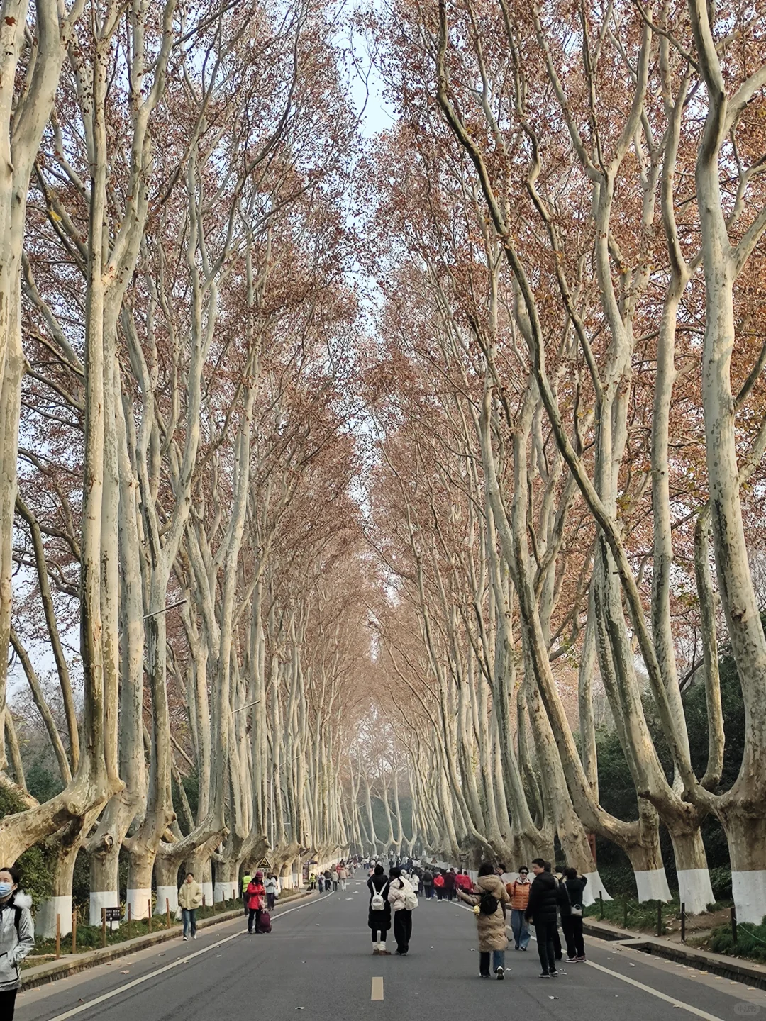 12.17梧桐大道落叶进度55% 实时游客穿搭