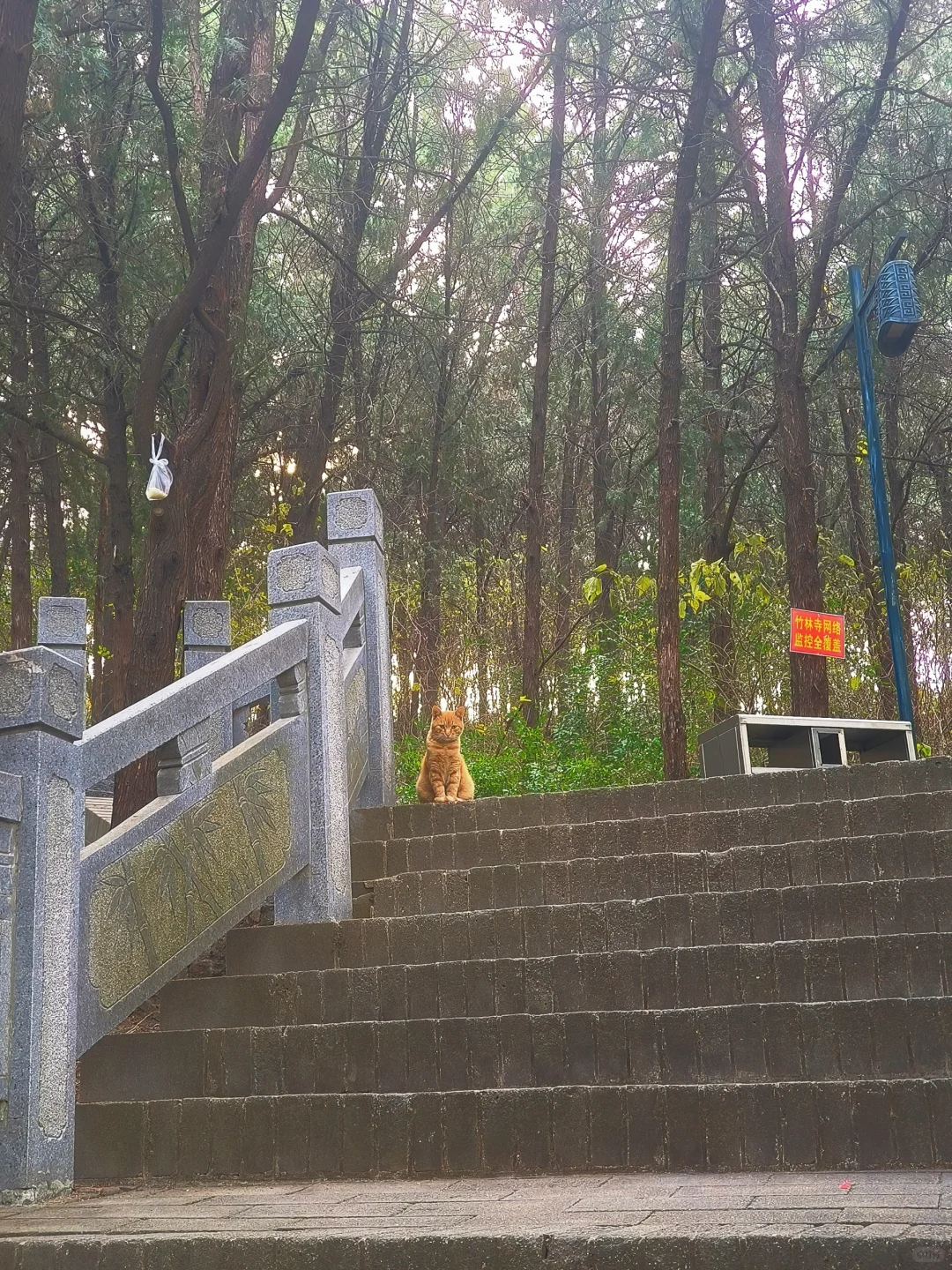 徐州公益｜🎋竹林寺做义工🎍