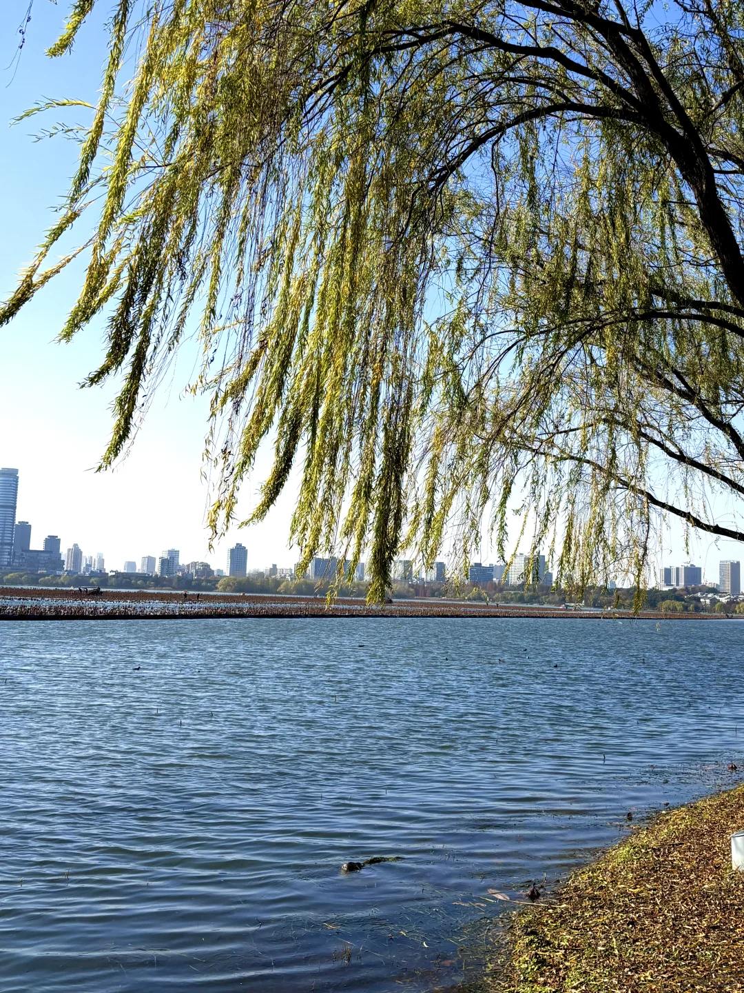 12月的南京真的很美🪹🪾