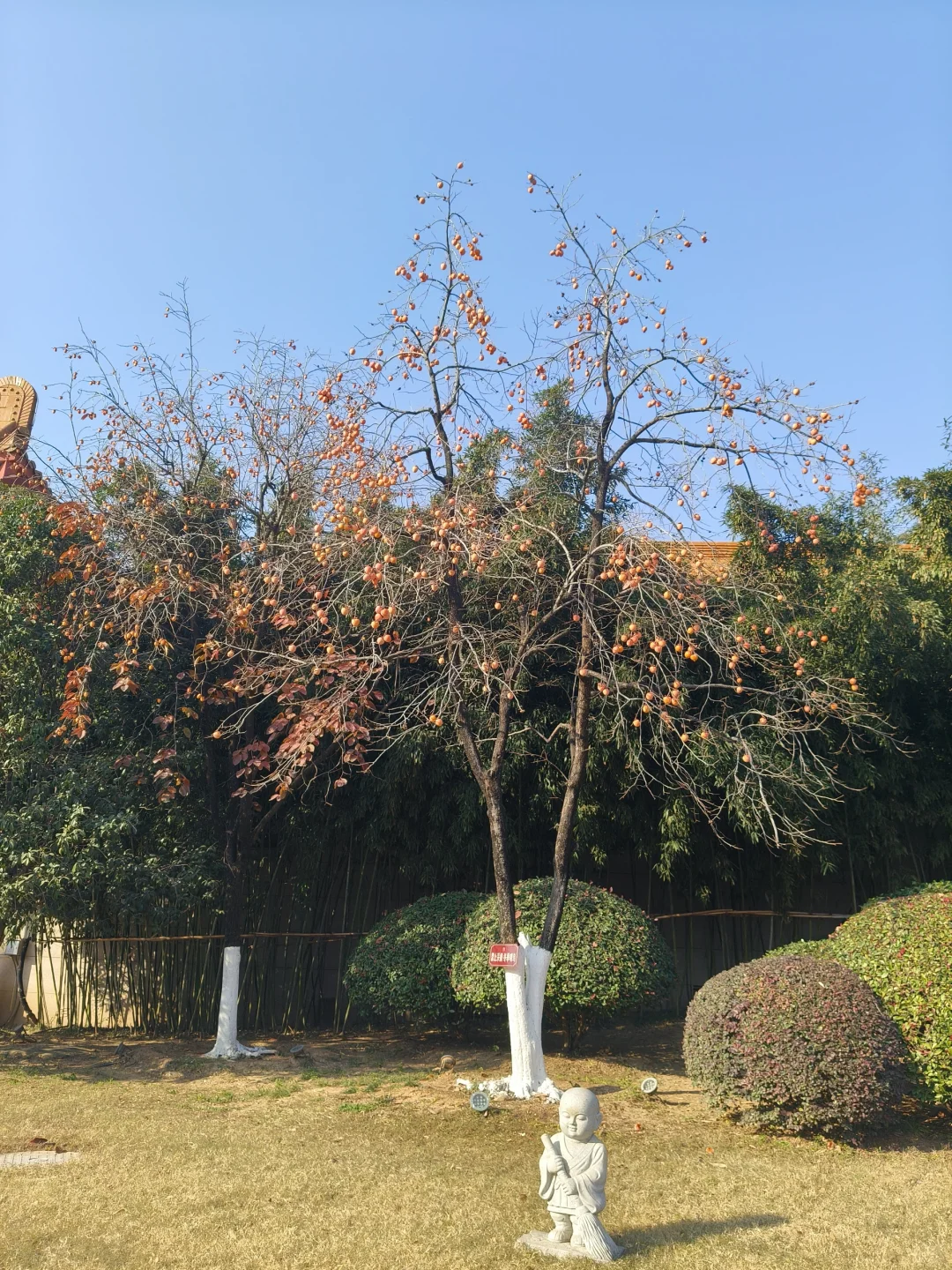 徐州公益｜宝莲寺做义工🏯