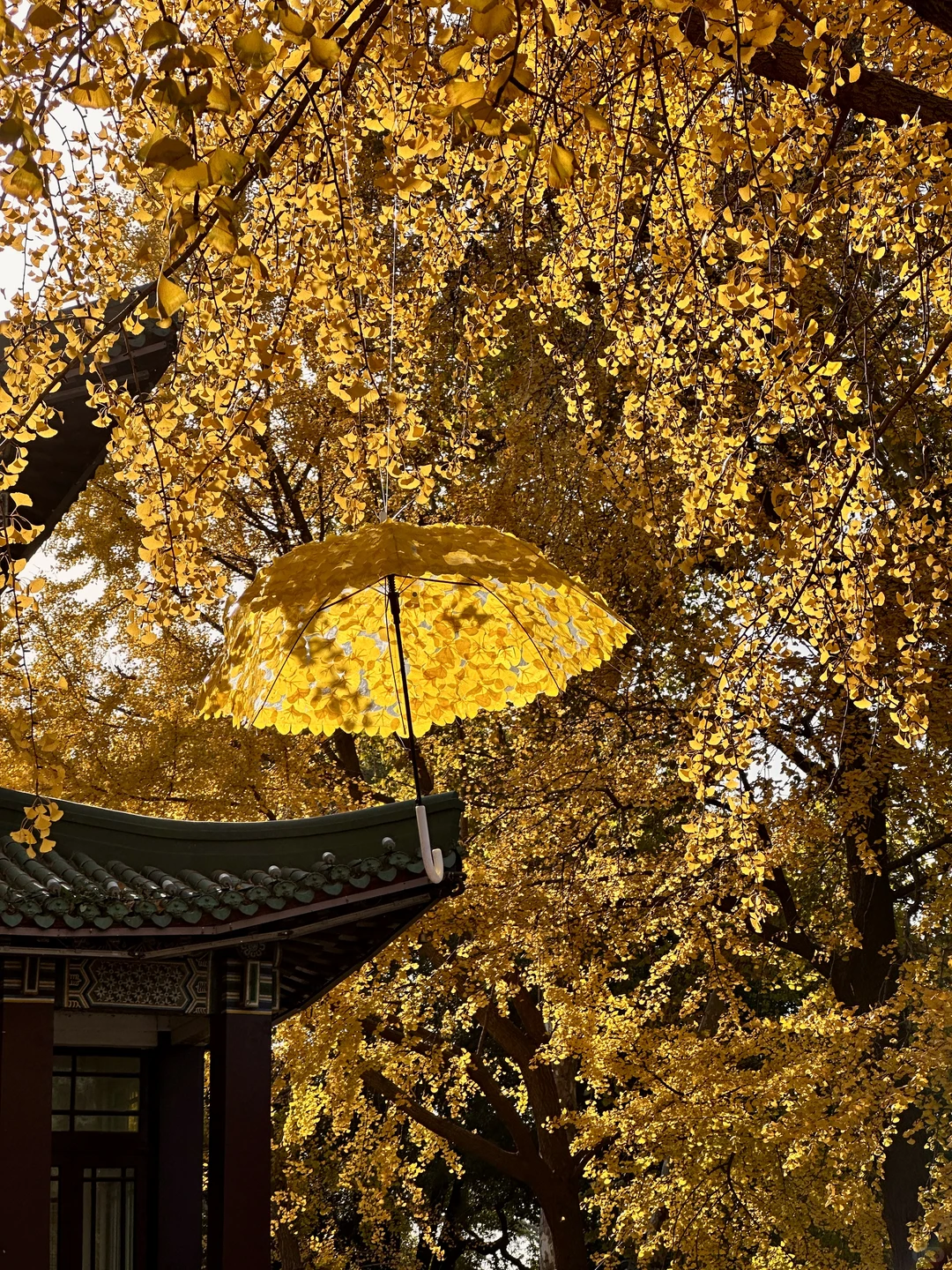 去完这6个地方！！！再离开秋冬的南京𓍊🌰🐿️