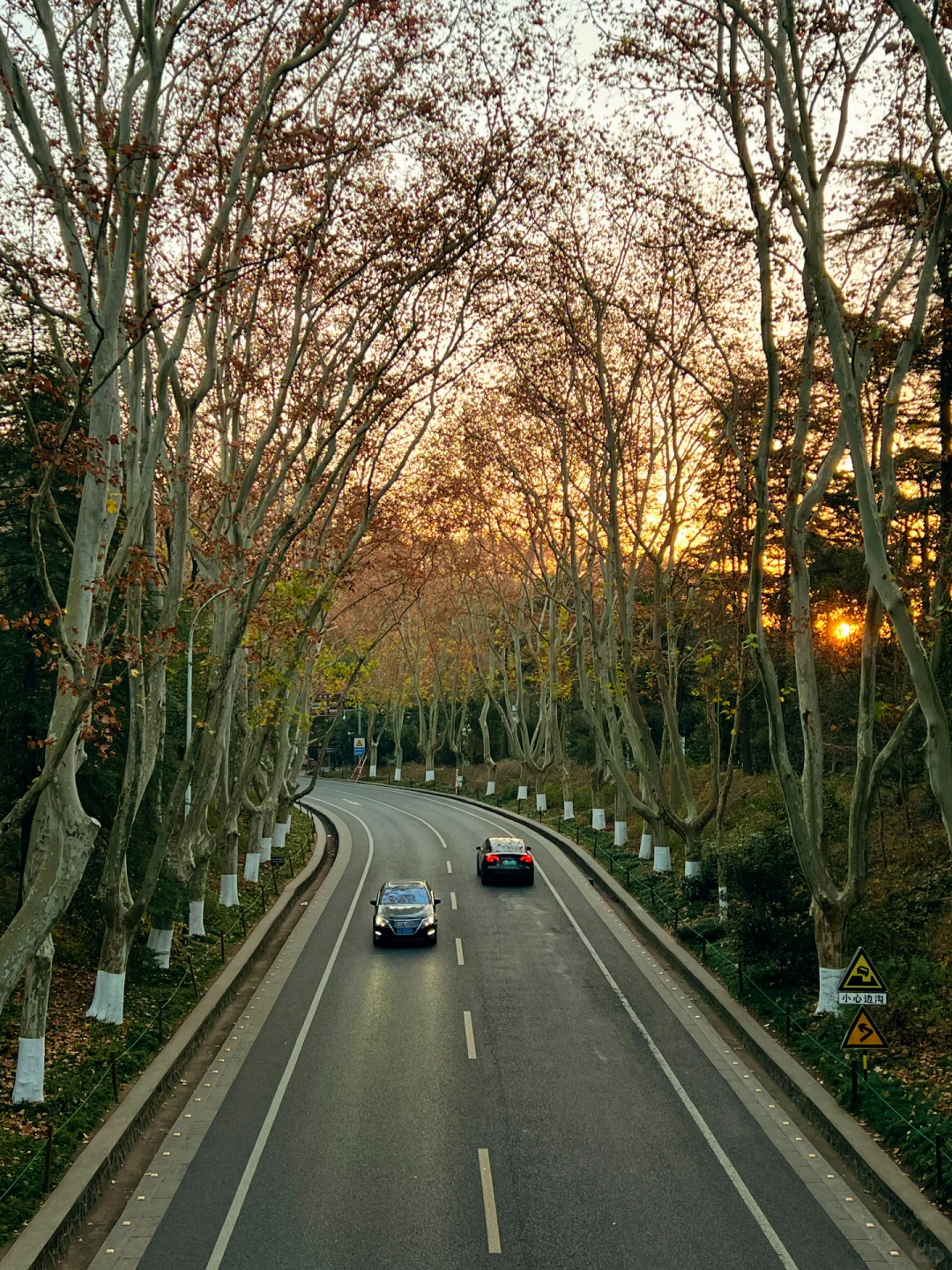 12.15日南京梧桐大道🍁 live实况