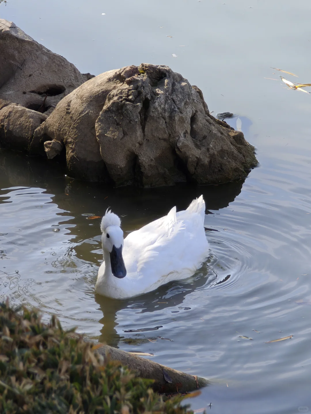 [ 南京]总统府的猫咪向你点了个赞