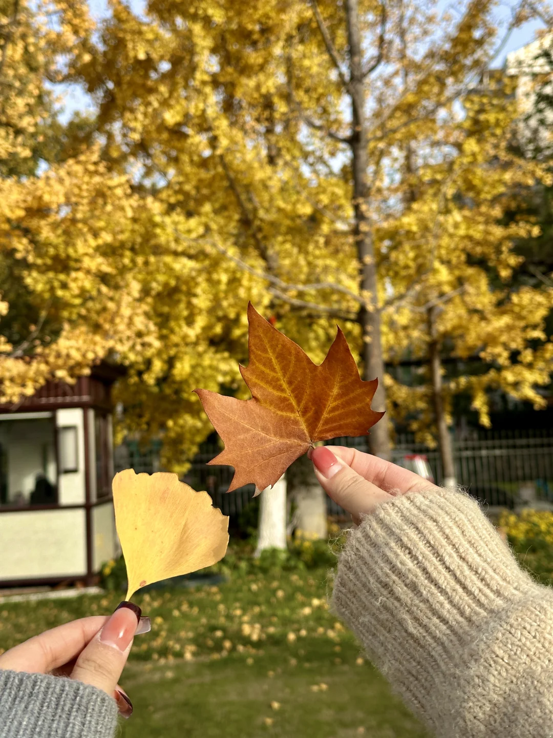 去完这6个地方！！！再离开秋冬的南京𓍊🌰🐿️