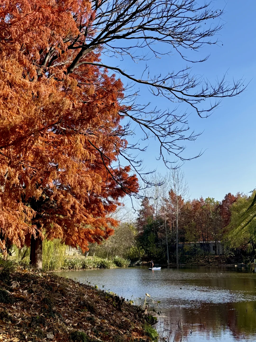 12月的南京真的很美🪹🪾