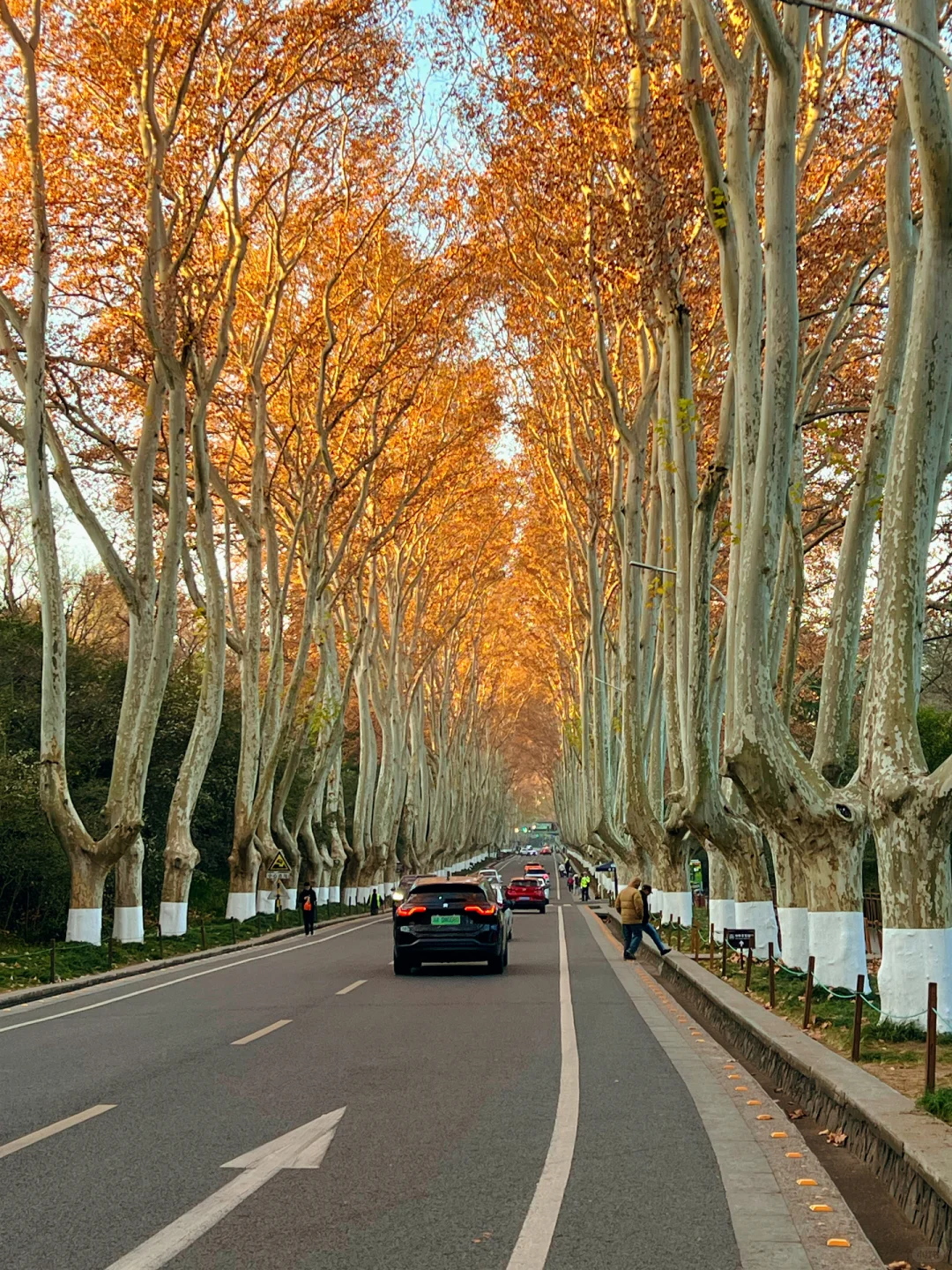 12.15日南京梧桐大道🍁 live实况