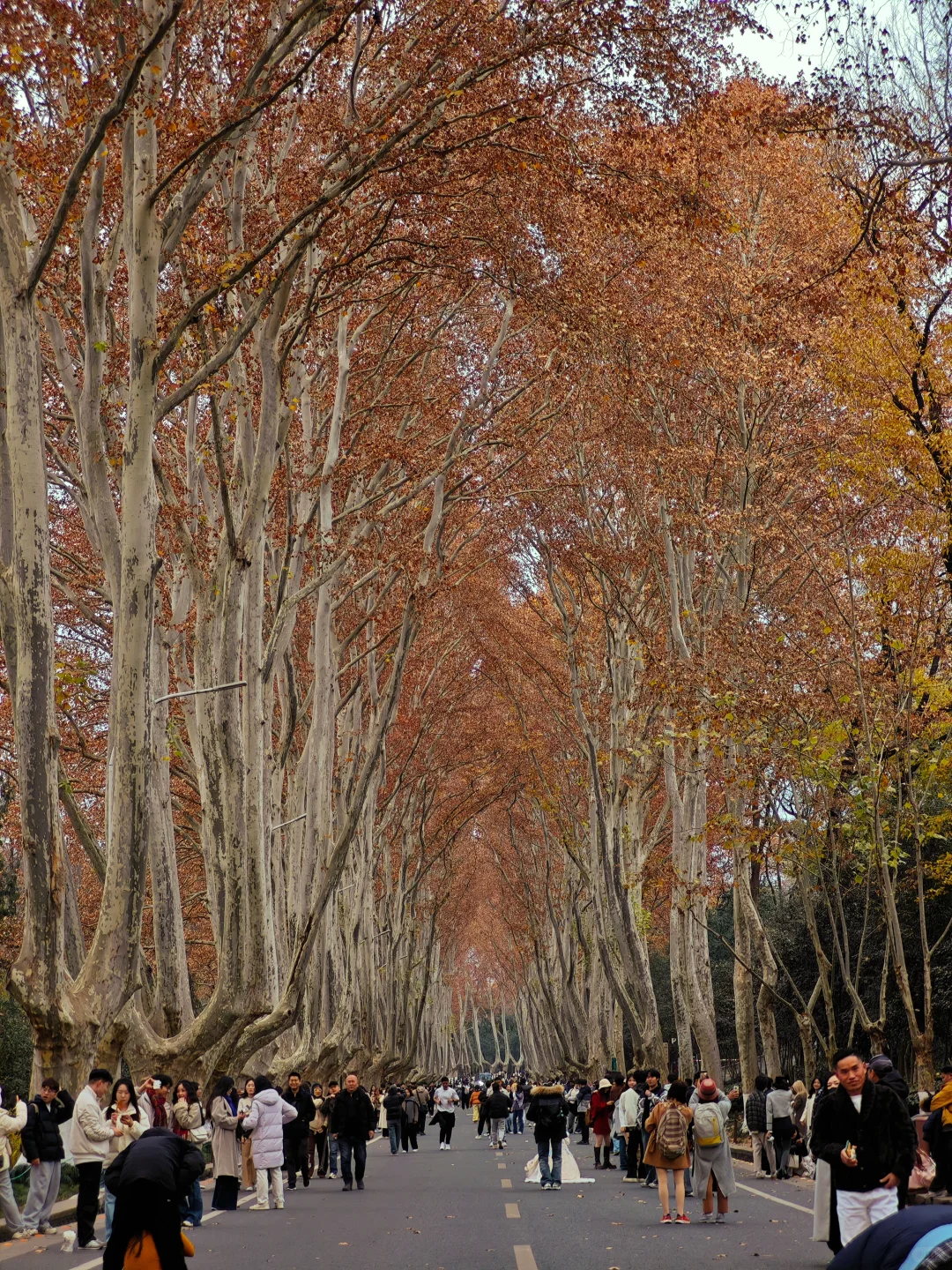 [ 南京]总统府的猫咪向你点了个赞