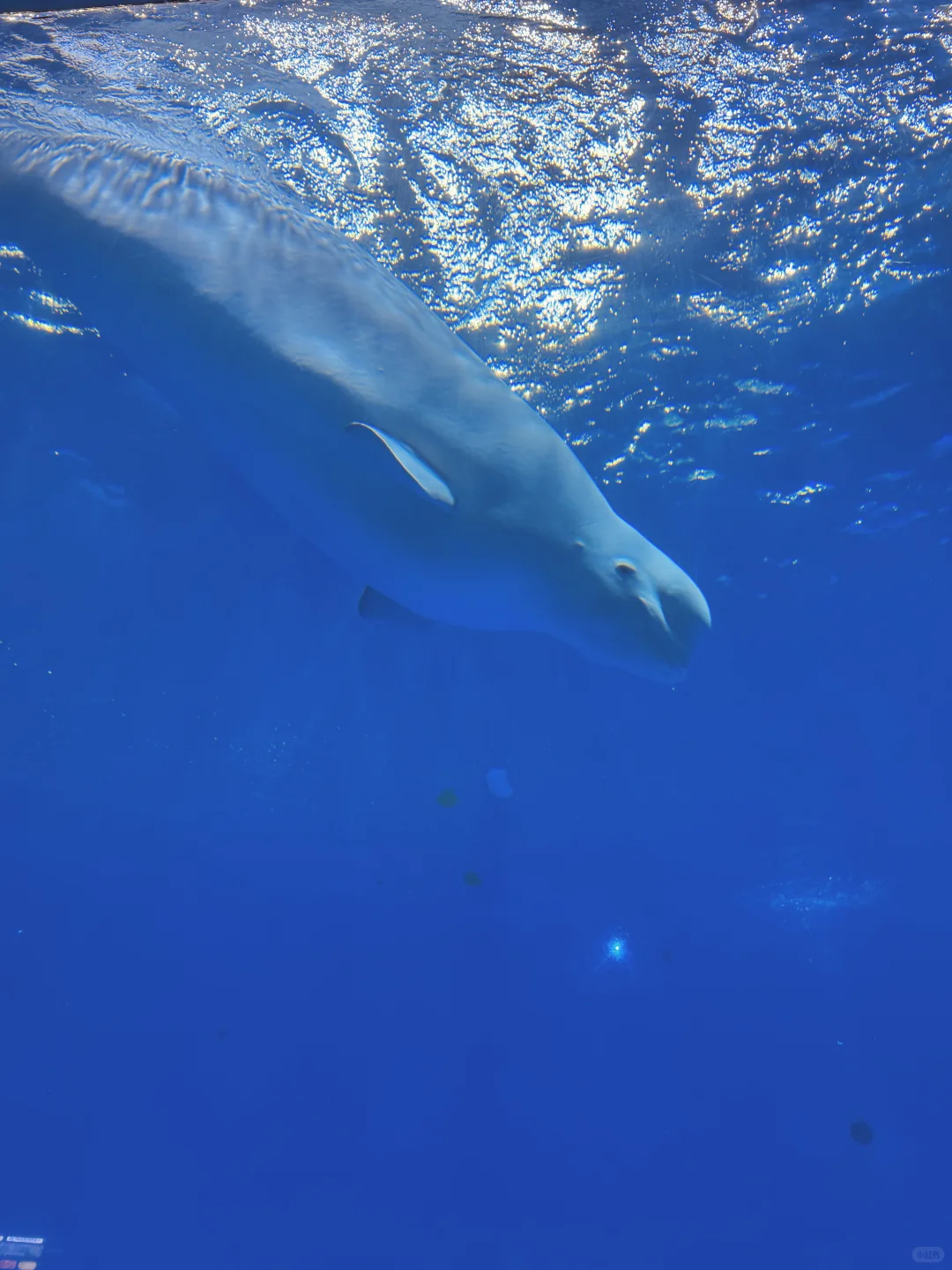 南京1.5h🚄徐州这个海底世界🐟🫧……封神了！！