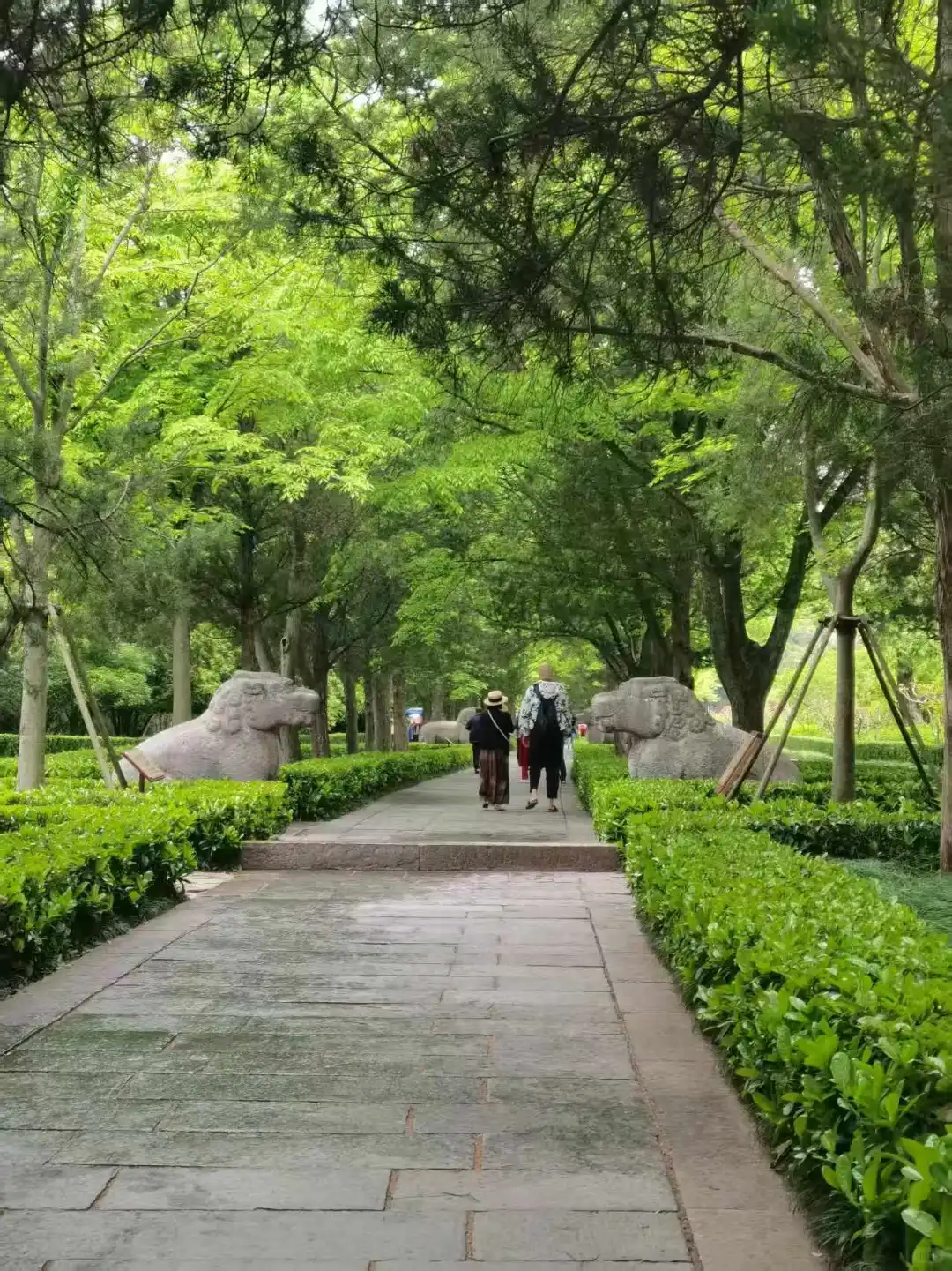 明孝陵的磁场很干净舒服