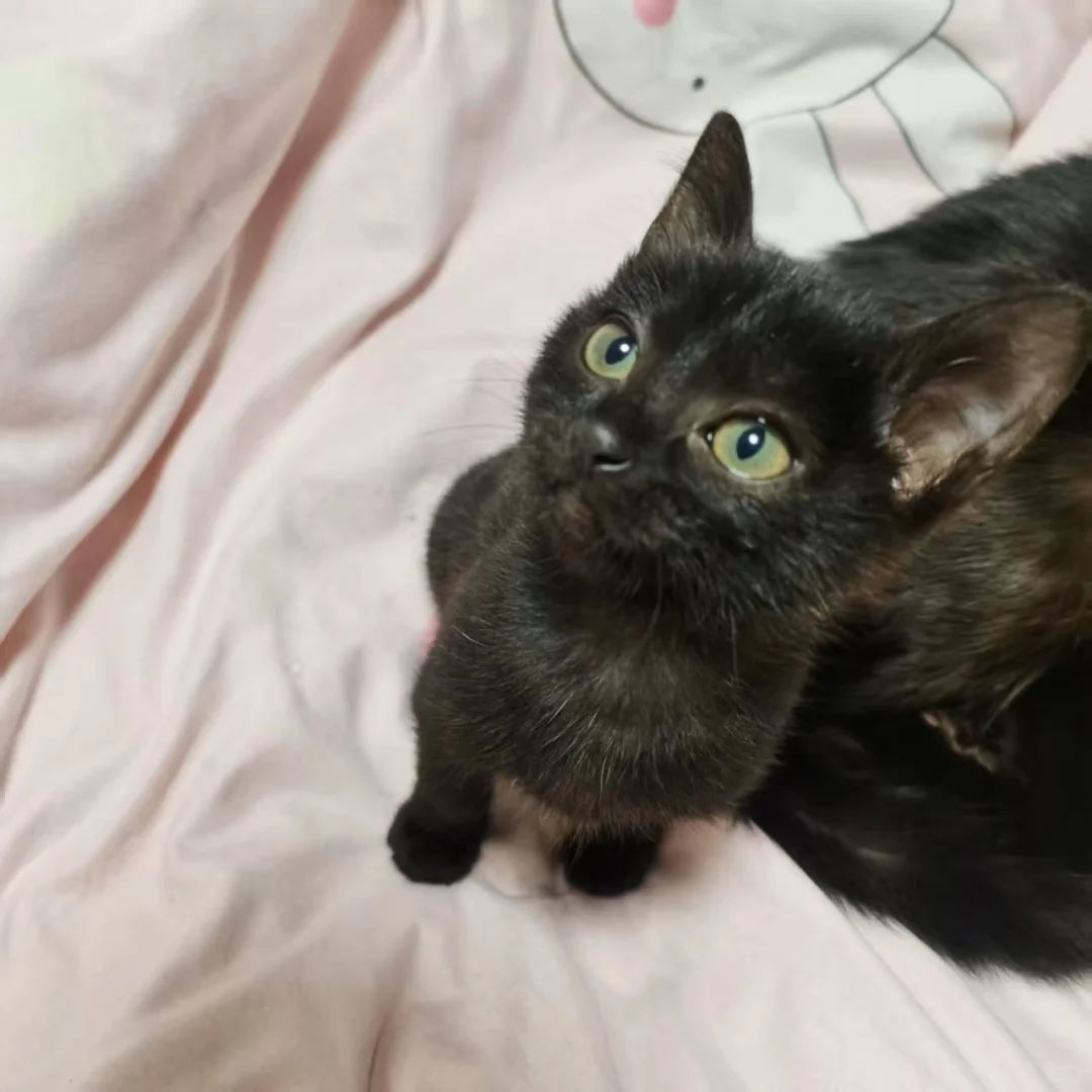 徐州嘻爱家领养日|线上96期（12月23日）