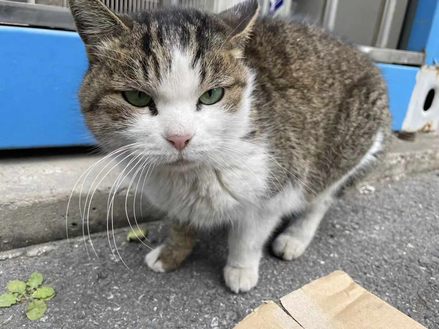 推南京七岁猫猫更新