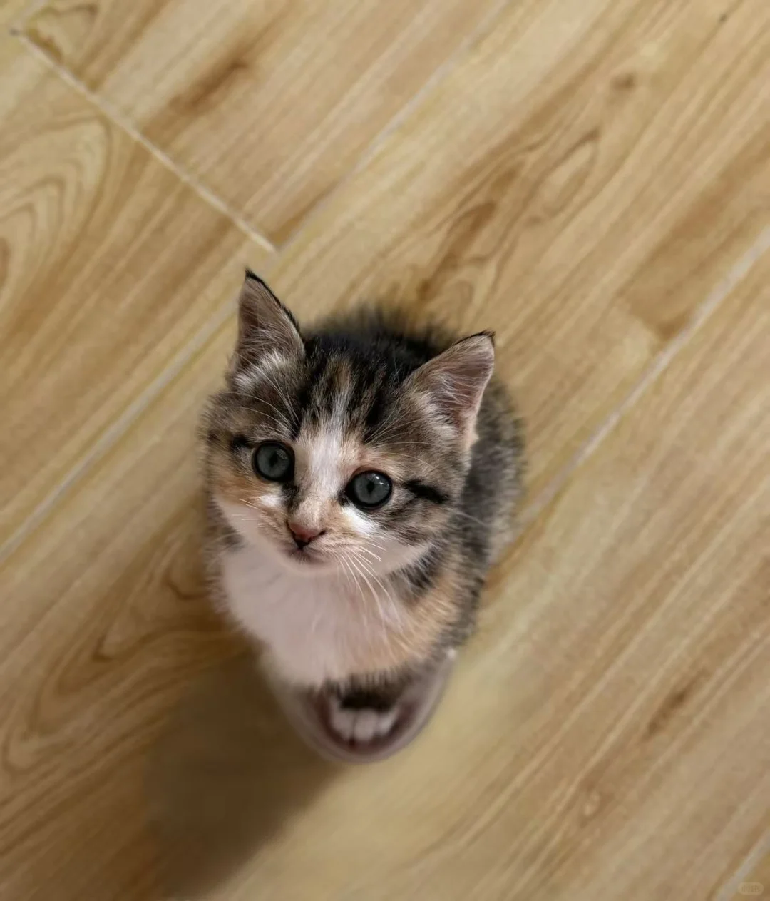 徐州嘻爱家领养日|线上96期（12月23日）