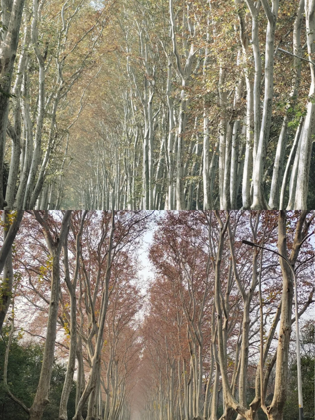 12.17梧桐大道落叶进度55% 实时游客穿搭