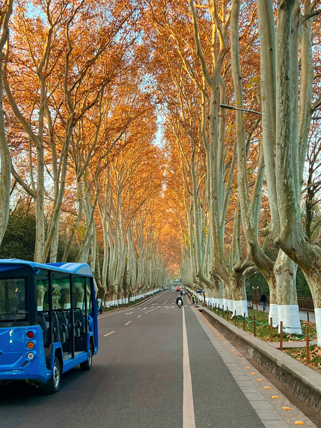 12.15日南京梧桐大道🍁 live实况