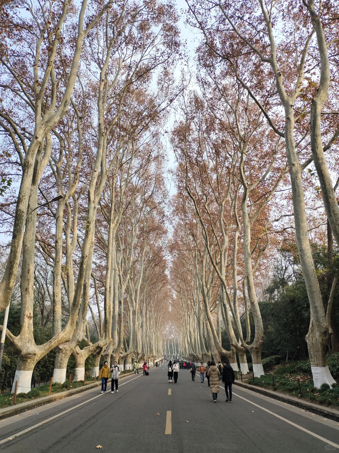 12.17梧桐大道落叶进度55% 实时游客穿搭