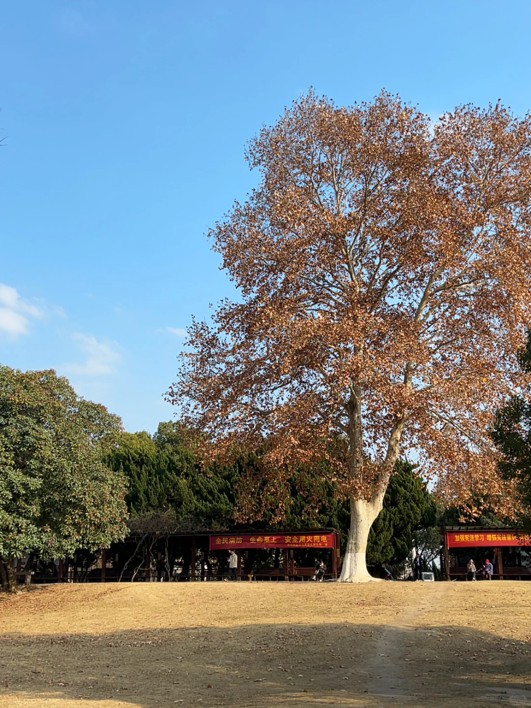 在南京咔咔一顿拍🍂