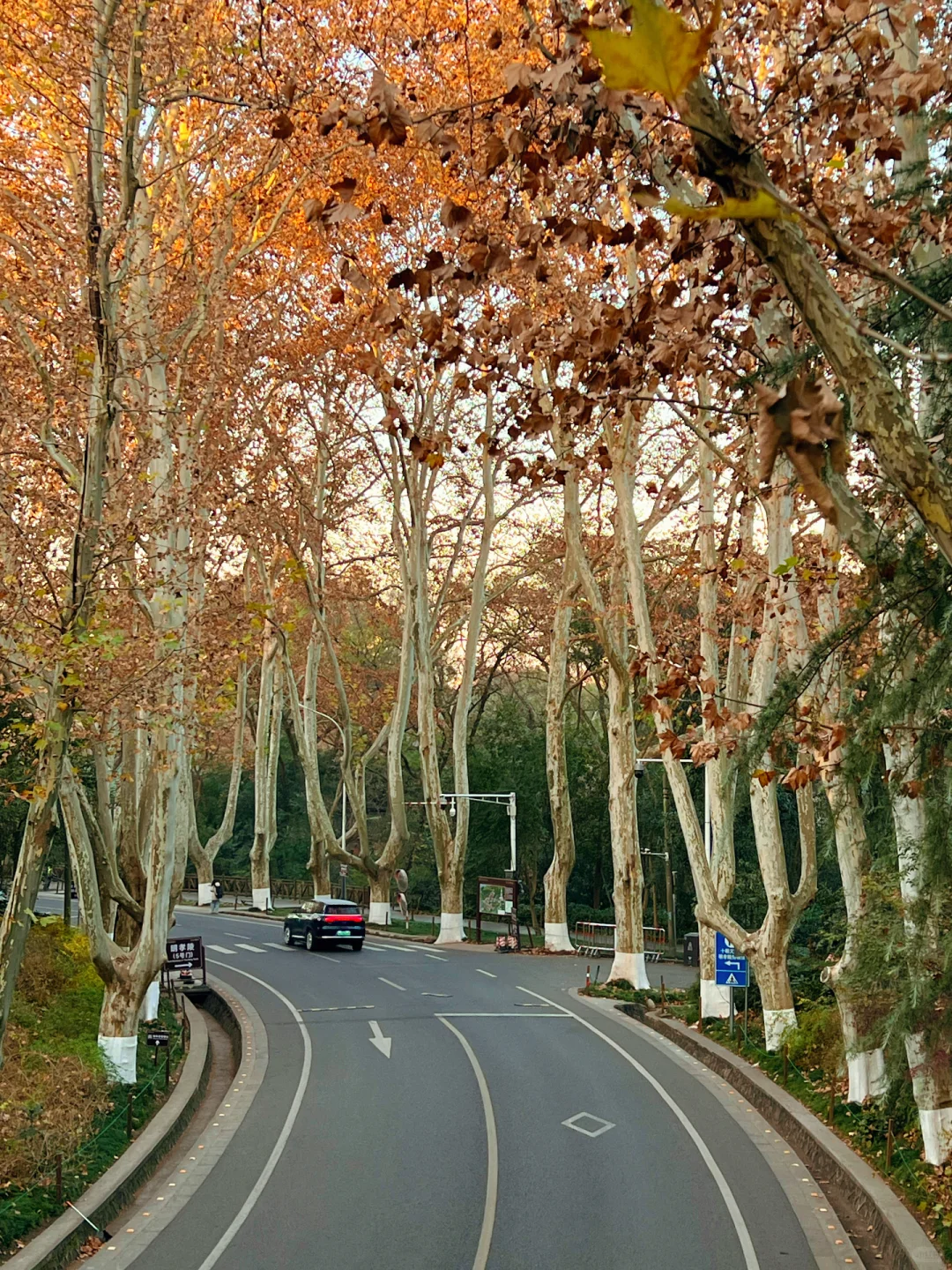 12.15日南京梧桐大道🍁 live实况