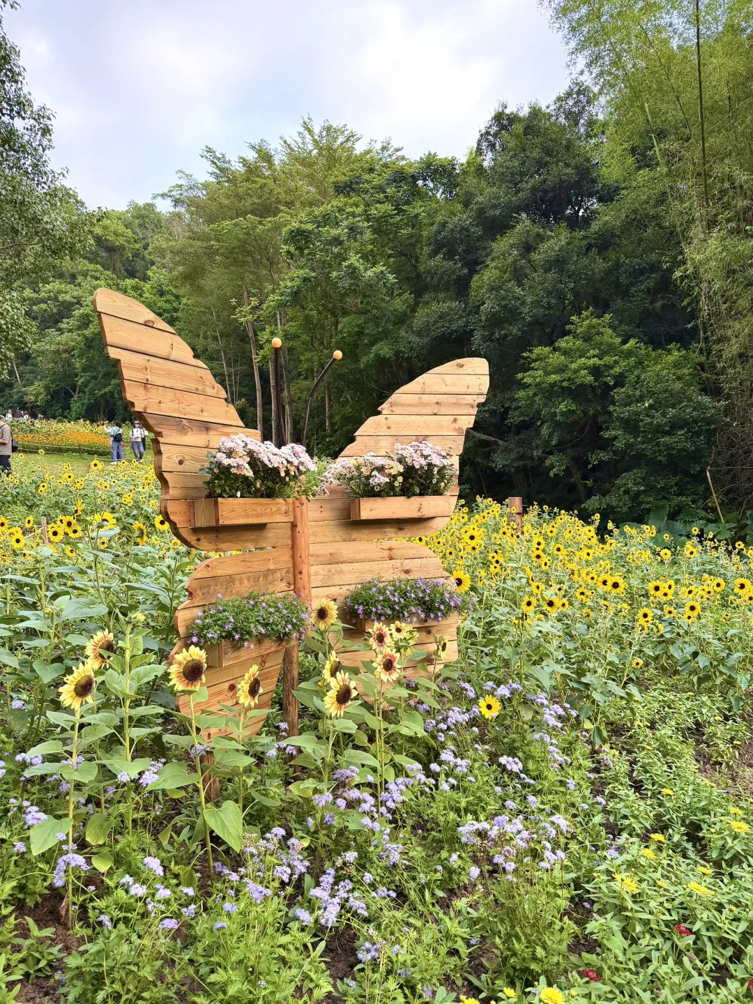 以为广州的菊花展够美了，直到我去了深圳……