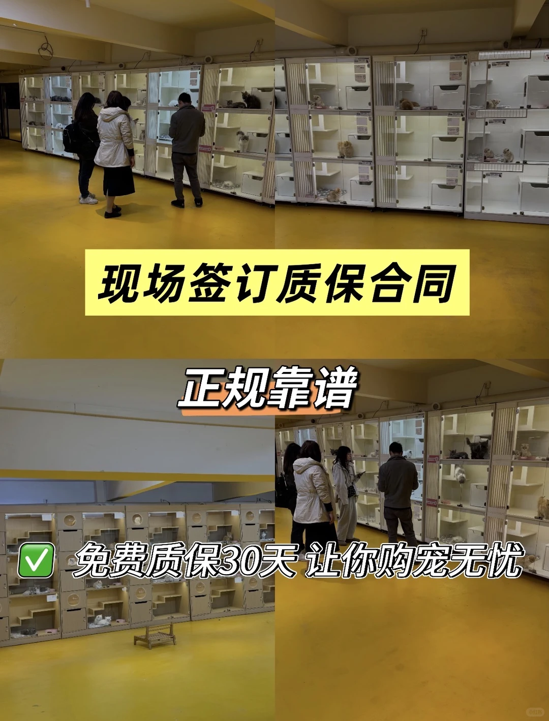 东莞铲屎官狂喜！1200㎡宠物基地直购