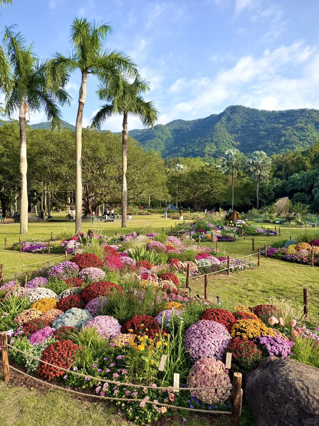 以为广州的菊花展够美了，直到我去了深圳……