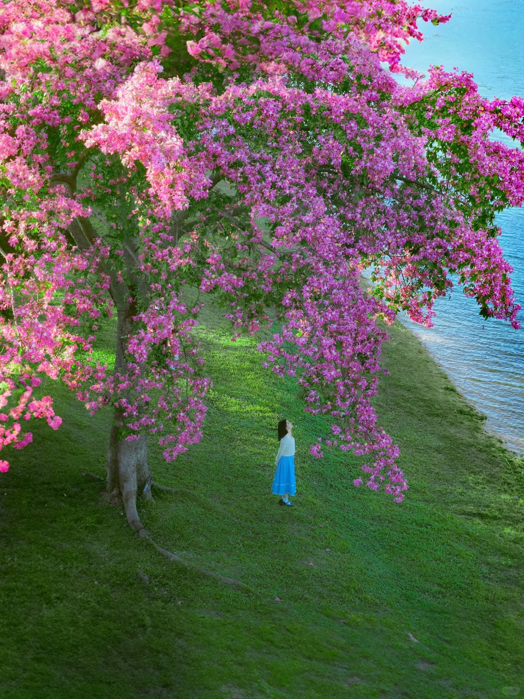 和别的异木棉不同，这棵在蓝湖边长成了梦