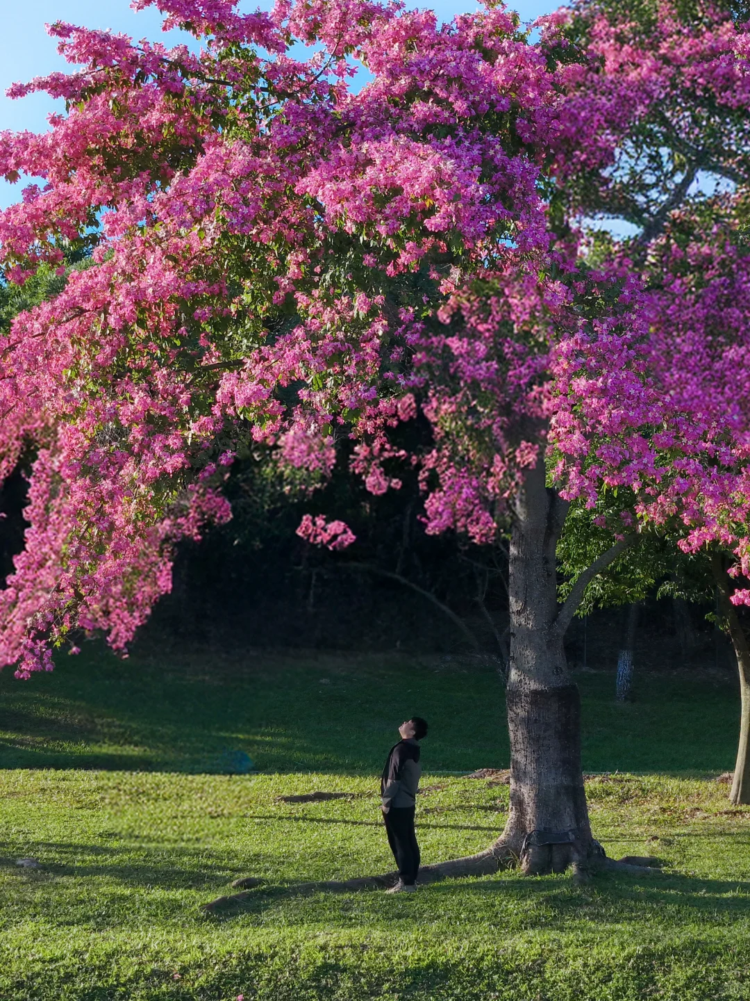 和别的异木棉不同，这棵在蓝湖边长成了梦