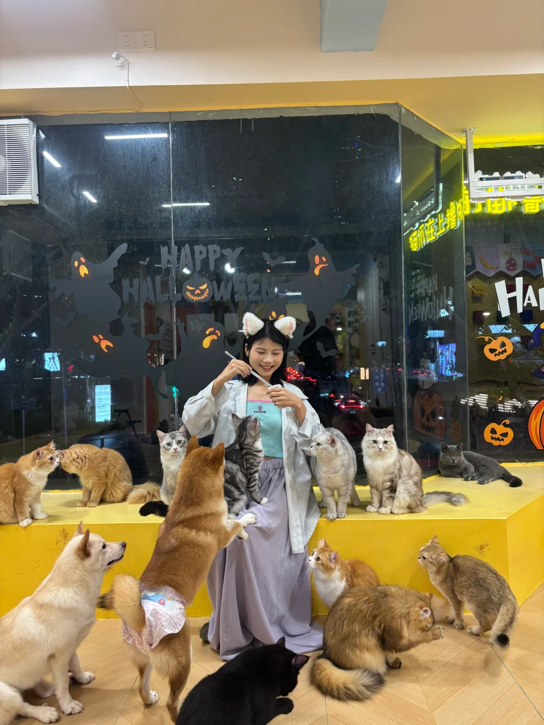 广州｜发现一家超出片的撸猫馆～！！