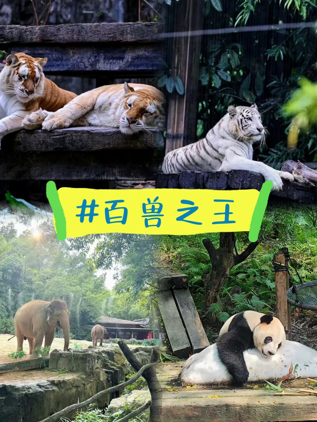 广州长隆野生动物世界童车租赁、长隆攻略