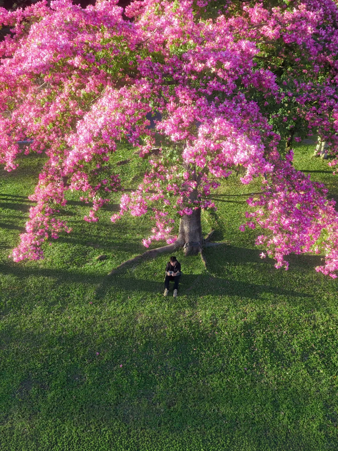 和别的异木棉不同，这棵在蓝湖边长成了梦