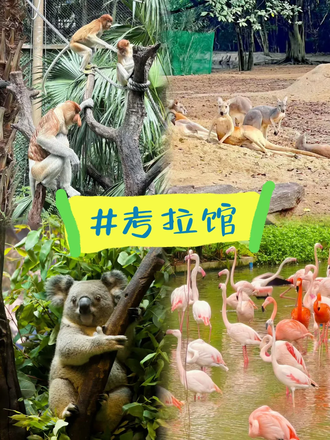 广州长隆野生动物世界童车租赁、长隆攻略