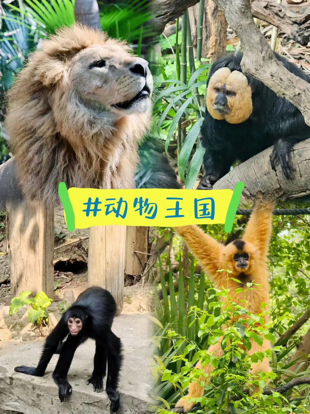 广州长隆野生动物世界童车租赁、长隆攻略