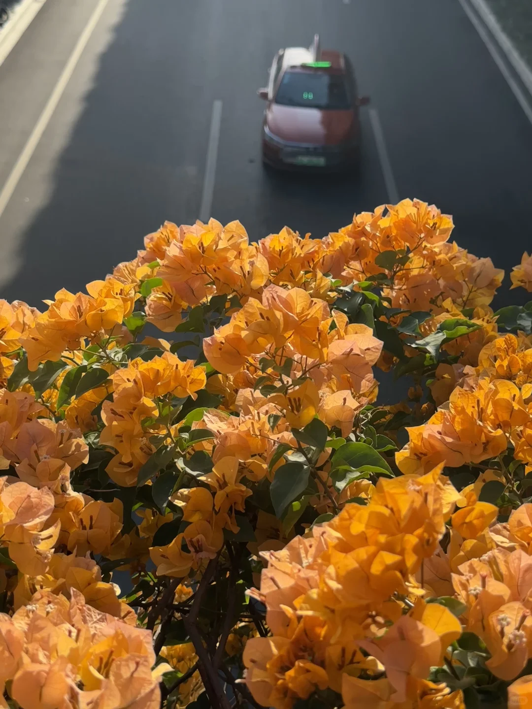 广州地铁直达🌸黄色三角梅又开爆了！！！