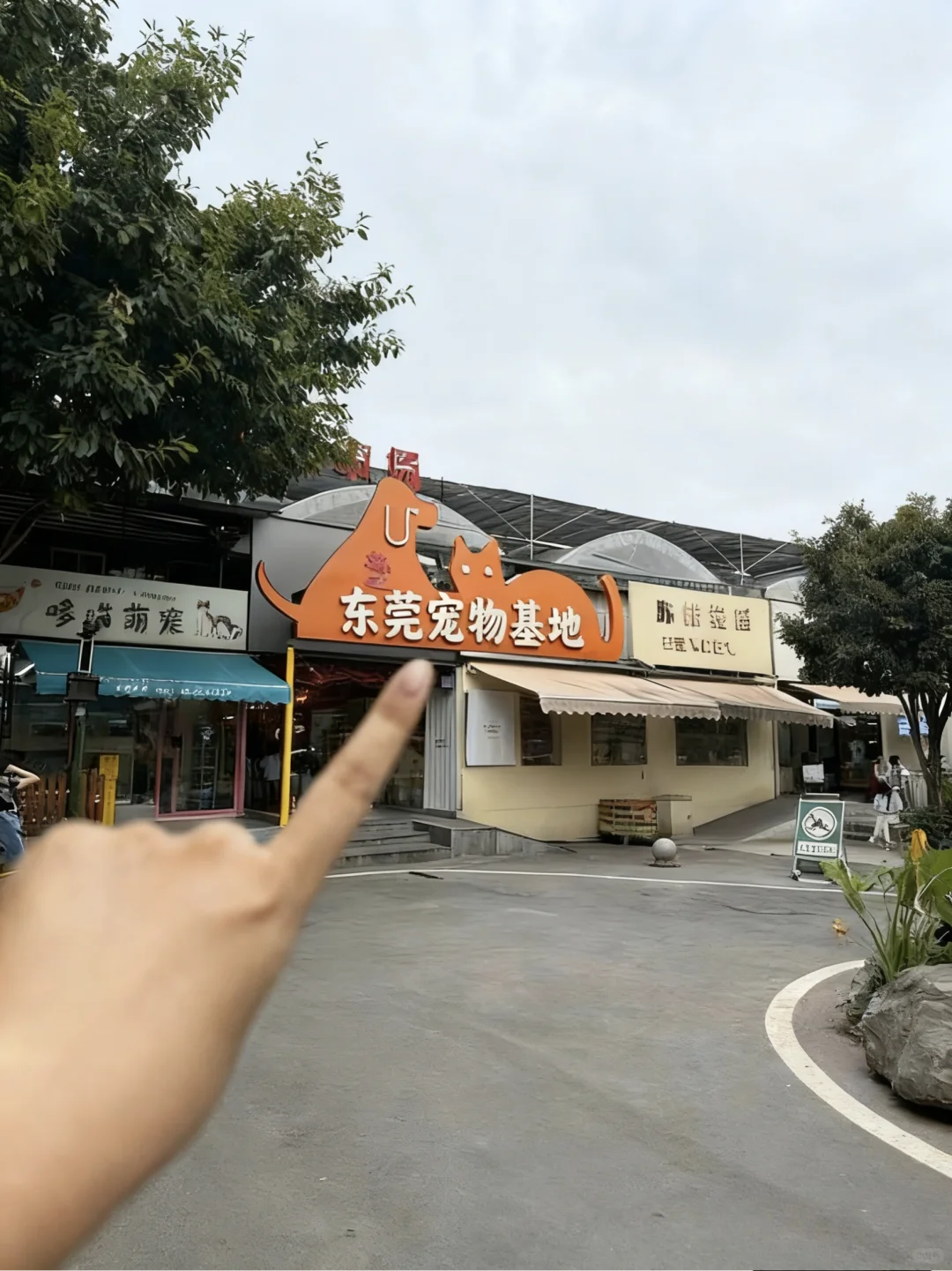 东莞买猫买狗不踩坑！！东莞宠物基地推荐！