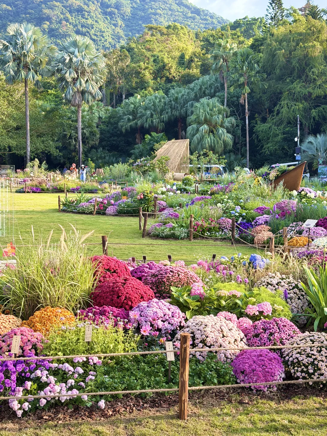 以为广州的菊花展够美了，直到我去了深圳……