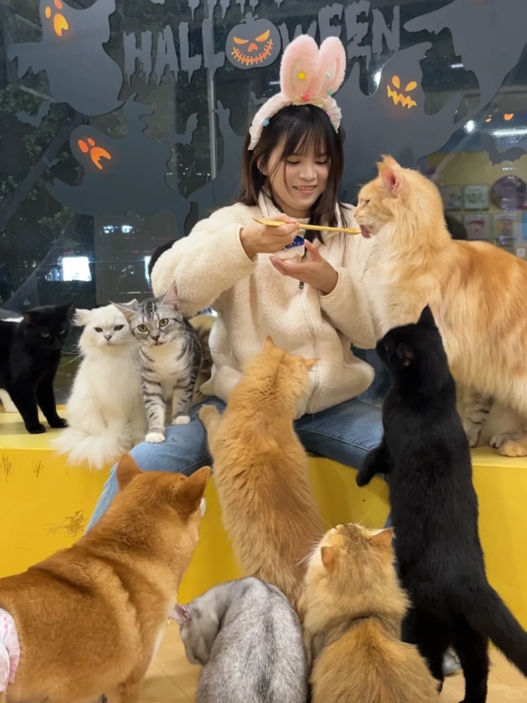 广州｜发现一家超出片的撸猫馆～！！